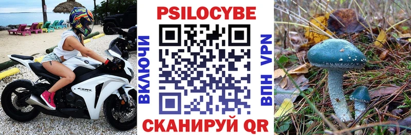 Псилоцибиновые грибы Psilocybine cubensis  Чухлома 